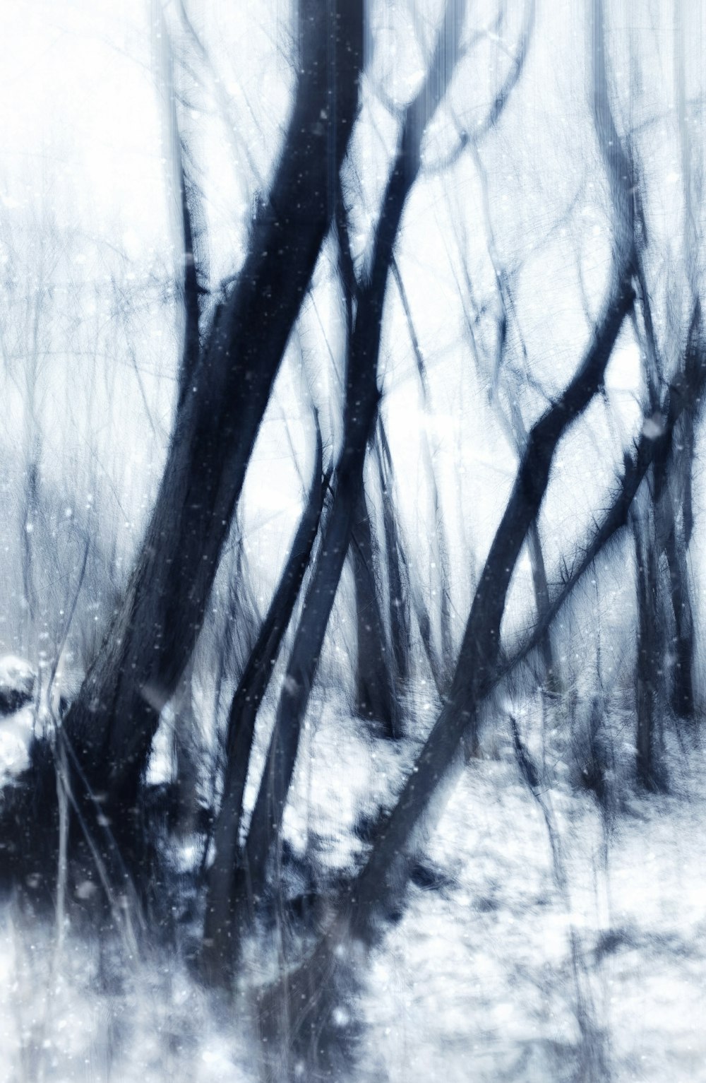 a black and white photo of trees in the snow