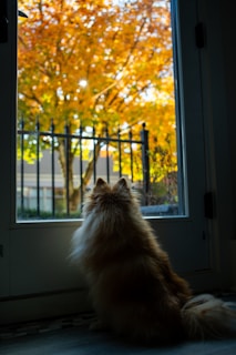 Bisuit gazing curiously out the window at falling leaves
