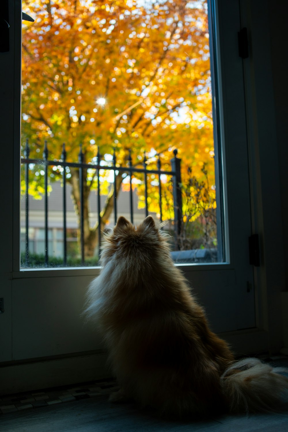 a cat sitting in front of a window looking out