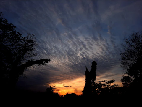 A still frame from a short film showing a dramatic sunset through silhouetted trees.