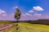 A winding road curves through a vibrant green landscape with a solitary tree near the road. Expansive tea fields stretch across rolling hills under a bright blue sky filled with fluffy white clouds.