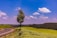 A winding road curves through a vibrant green landscape with a solitary tree near the road. Expansive tea fields stretch across rolling hills under a bright blue sky filled with fluffy white clouds.