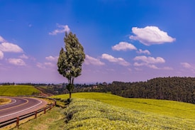A winding road curves through a vibrant green landscape with a solitary tree near the road. Expansive tea fields stretch across rolling hills under a bright blue sky filled with fluffy white clouds.