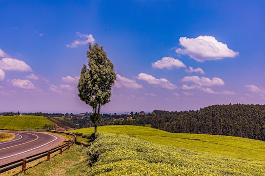A winding road curves through a vibrant green landscape with a solitary tree near the road. Expansive tea fields stretch across rolling hills under a bright blue sky filled with fluffy white clouds.