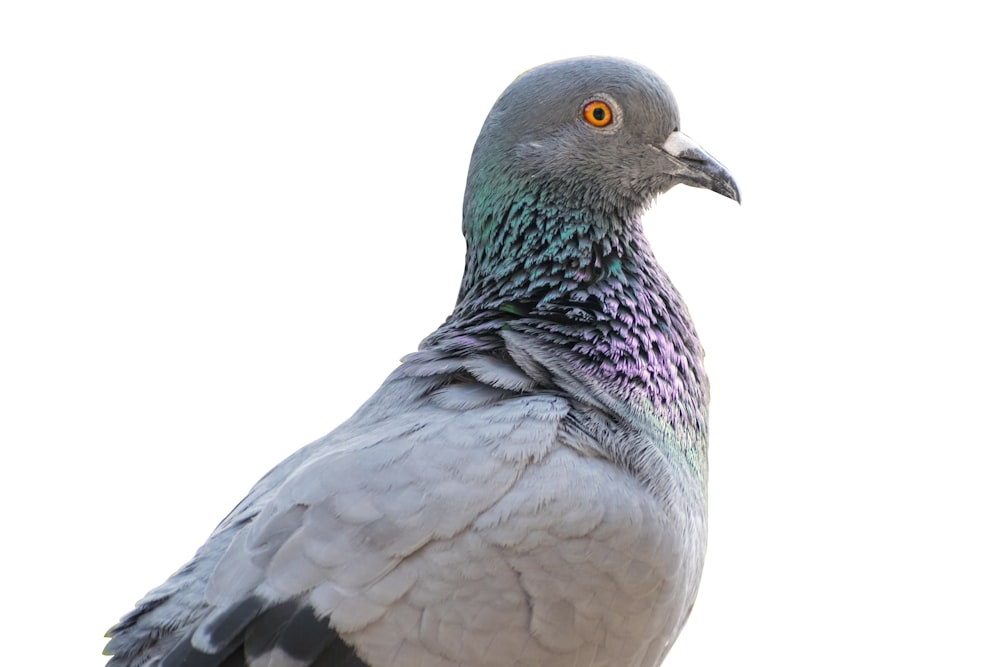 a close up of a pigeon on a white background