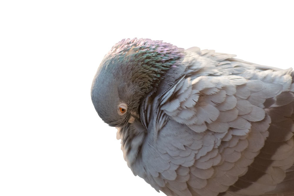 a close up of a bird on a white background