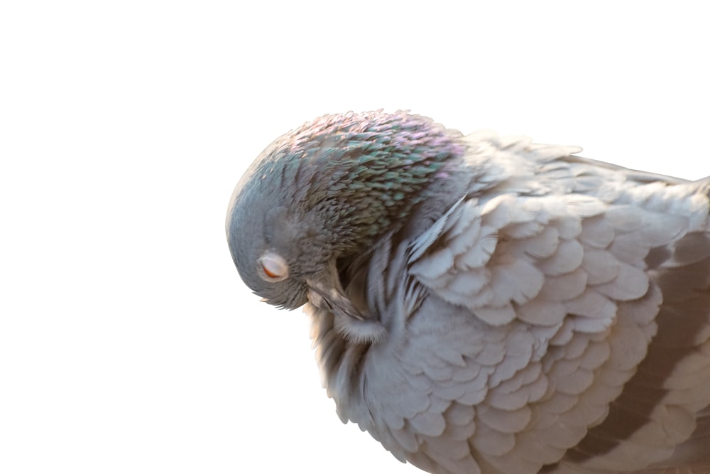 a close up of a bird on a white background