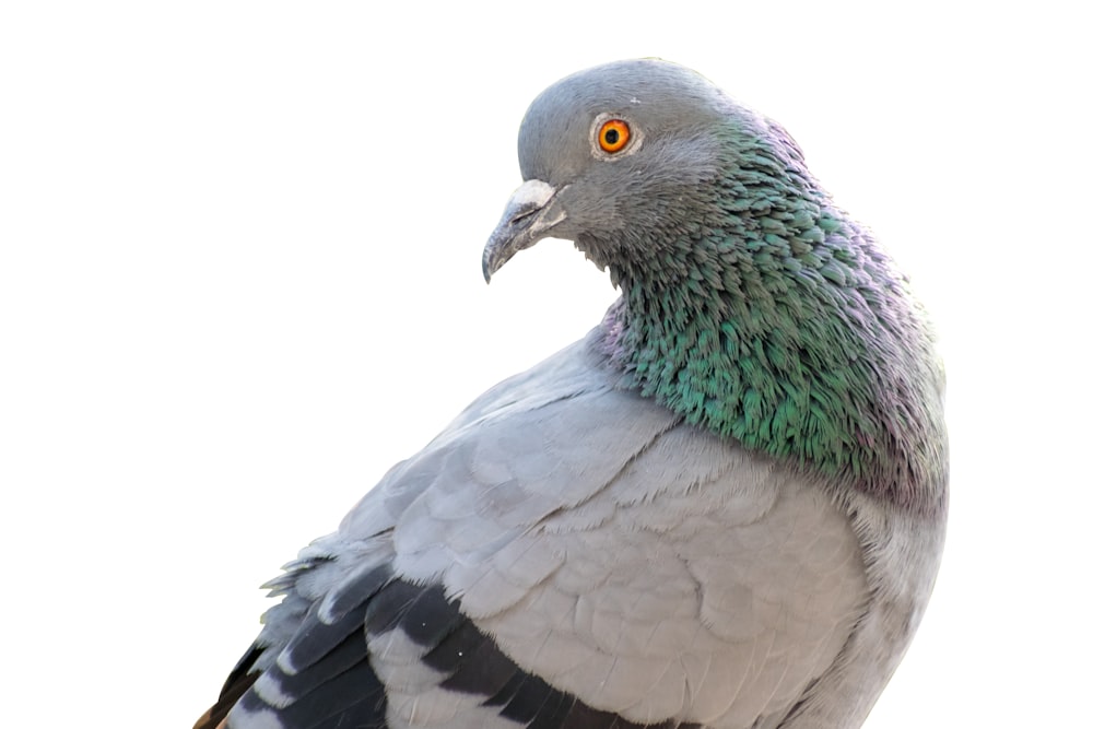 a close up of a bird with a white background