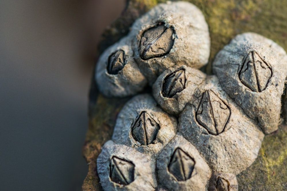 a bunch of rocks that are sitting on a rock