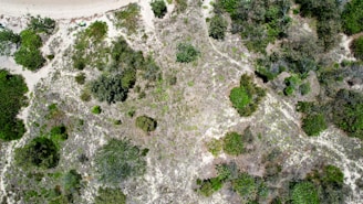 An aerial view showcases a sandy coastal landscape with patches of green vegetation and bushes scattered across the terrain. The border of the image reveals a part of a sandy beach, with the edge fading into more dense vegetation. The varying shades of green and brown indicate a mix of healthy and dried vegetation.