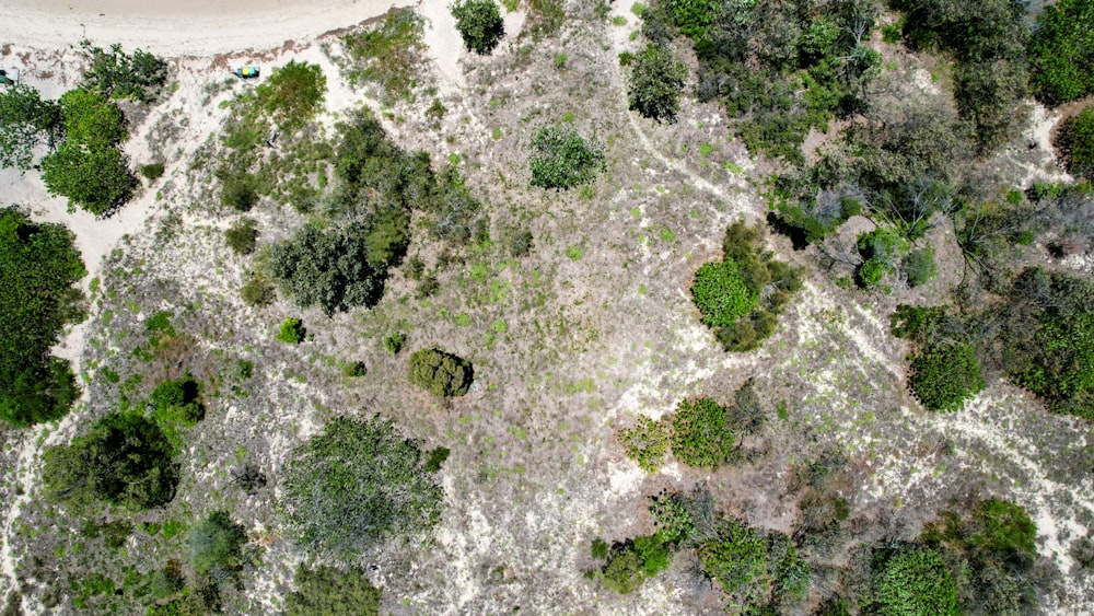 an aerial view of a sandy beach surrounded by trees