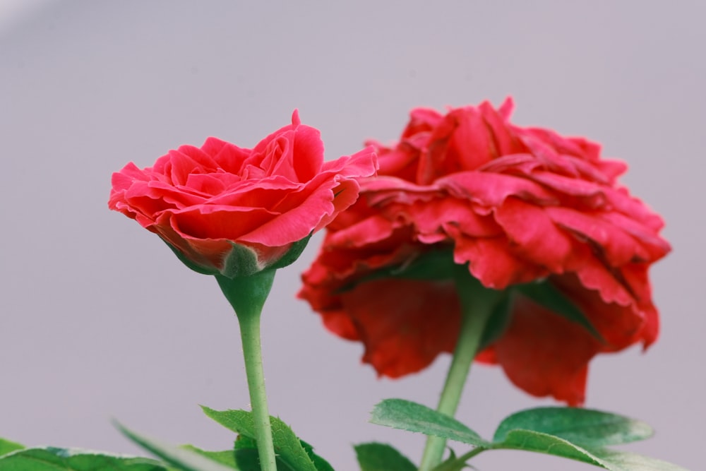a couple of red flowers sitting on top of a green plant
