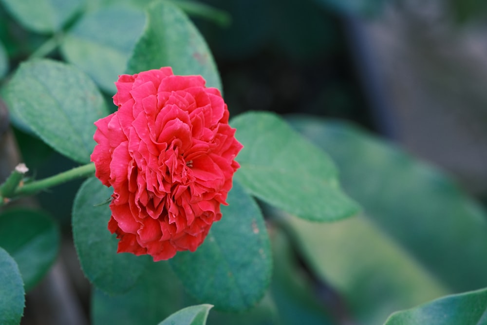 a red flower with green leaves in the background