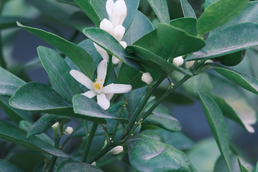 a close up of a plant with white flowers