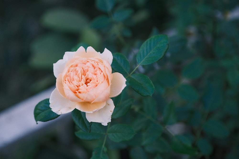 a peach colored flower with green leaves in the background