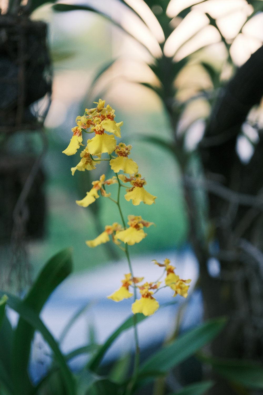 a close up of a yellow flower near a tree