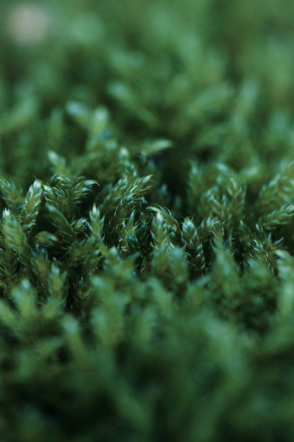 a close up view of a green plant