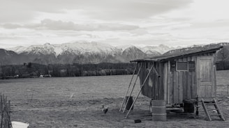 A rustic wooden shed surrounded by snow-covered fields with goats, kune kune pigs, and jacobs sheep nearby.