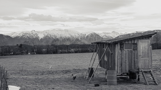 A rustic wooden shed surrounded by snow-covered fields with goats, kune kune pigs, and jacobs sheep nearby.