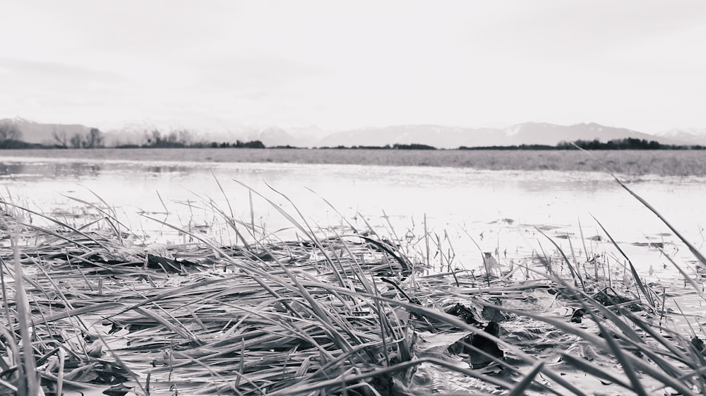 a black and white photo of grass and water