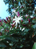A soft-focus shot of blooming jasmine flowers under morning light.