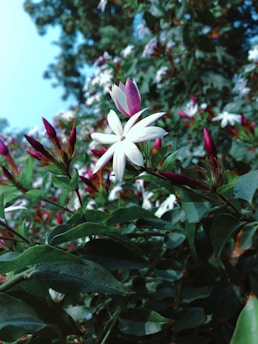 Close-up of blooming jasmine flowers beside a bundle of agarbatti sticks