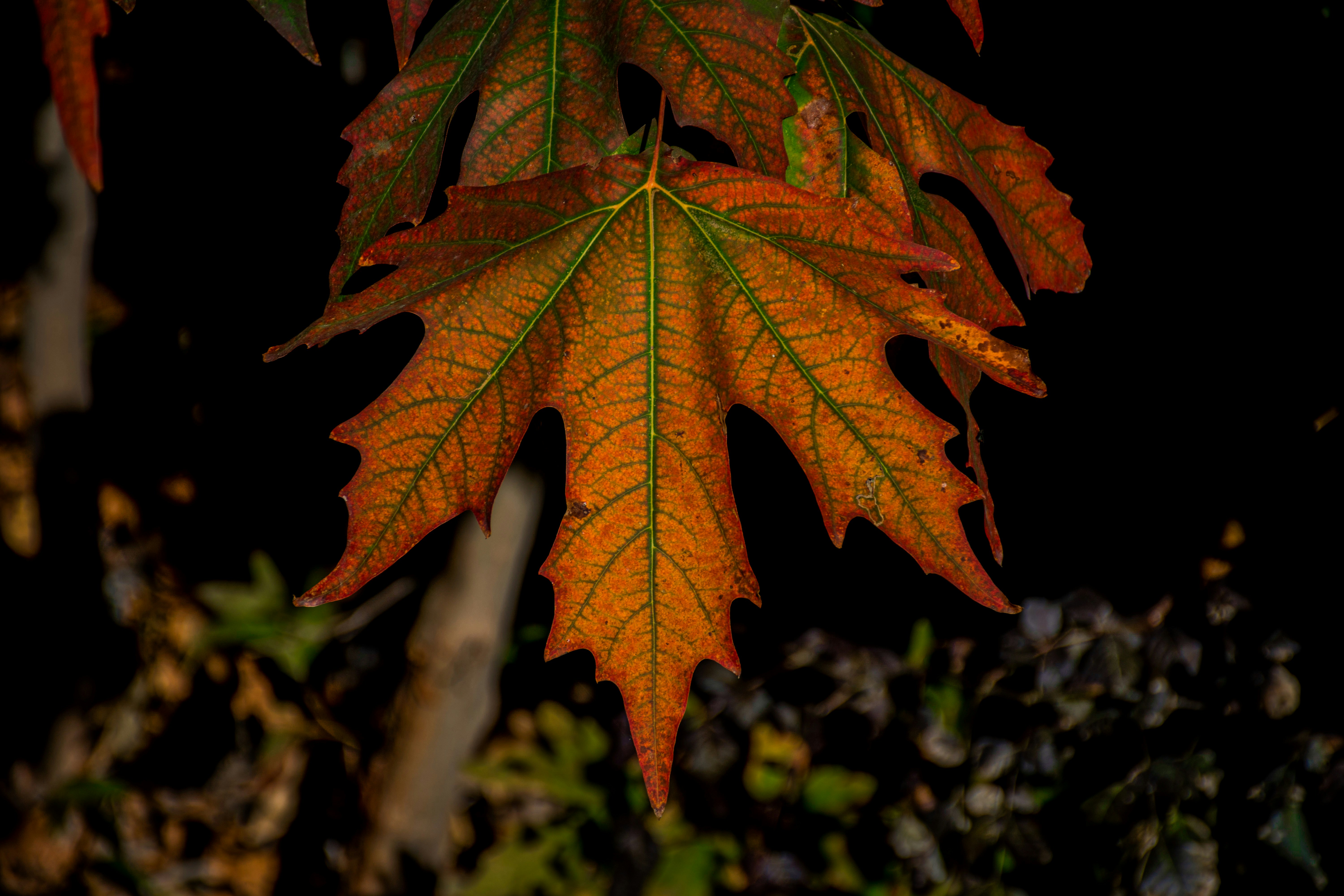 a close up of a leaf on a tree