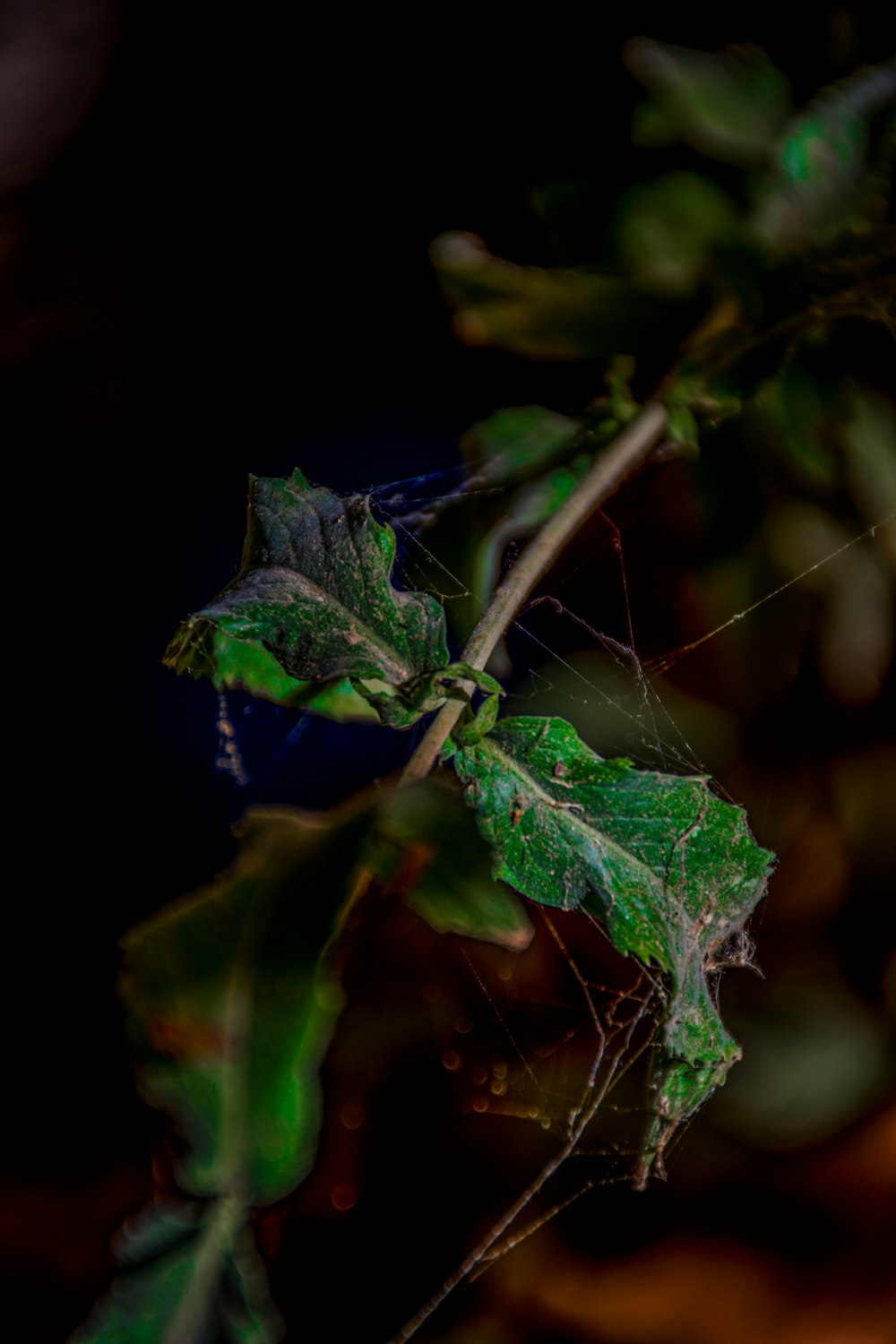 a close up of a green leaf on a branch