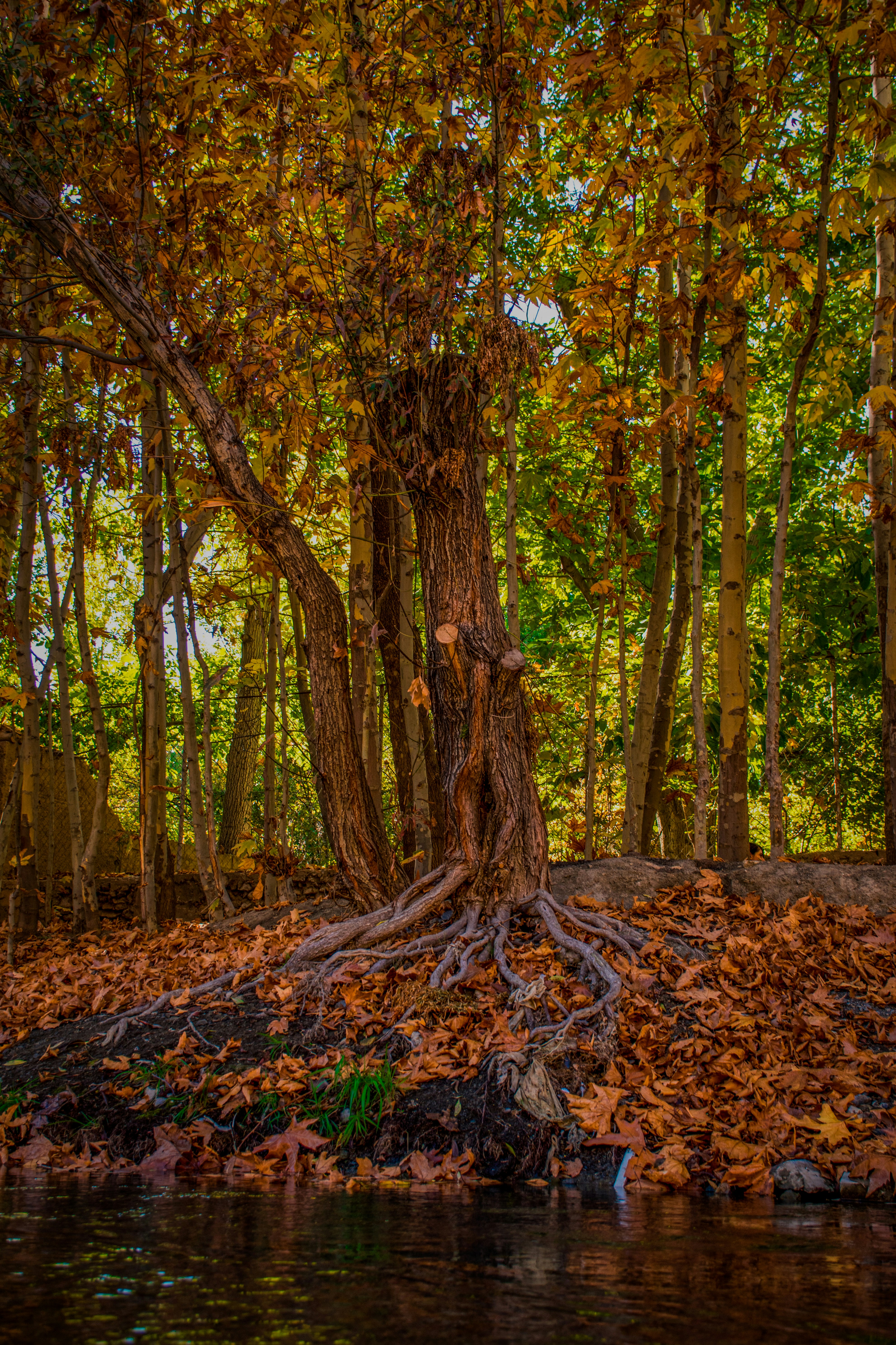 Photo by rezahosseini