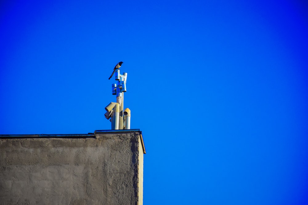 a bird is perched on top of a building