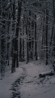 A serene snow-covered mountain trail winding through a quiet forest in Spain.
