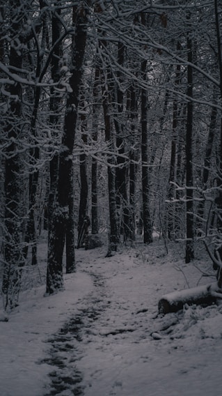 A serene snow-covered mountain trail winding through a quiet forest in Spain.