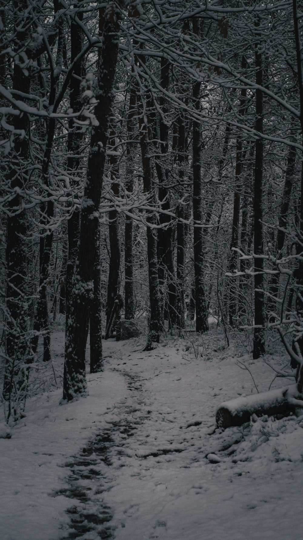 un sentiero nel bosco coperto di neve