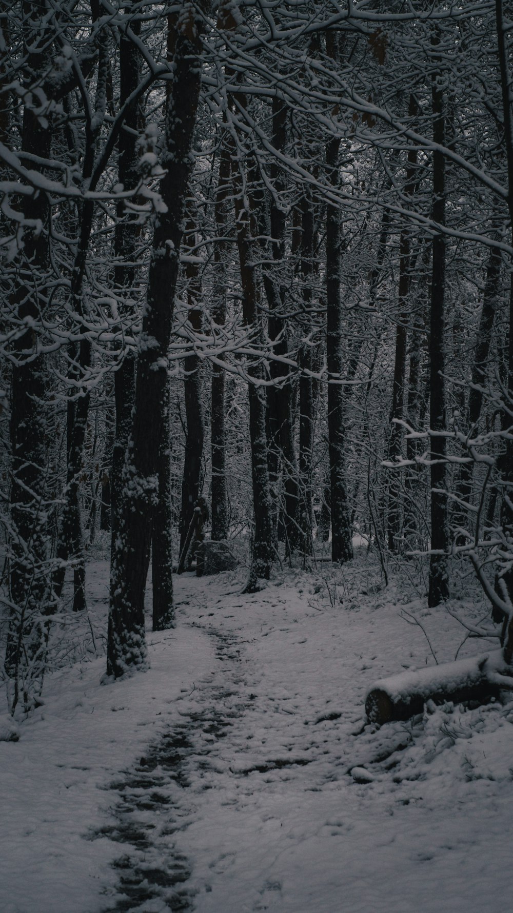 a path in the woods covered in snow