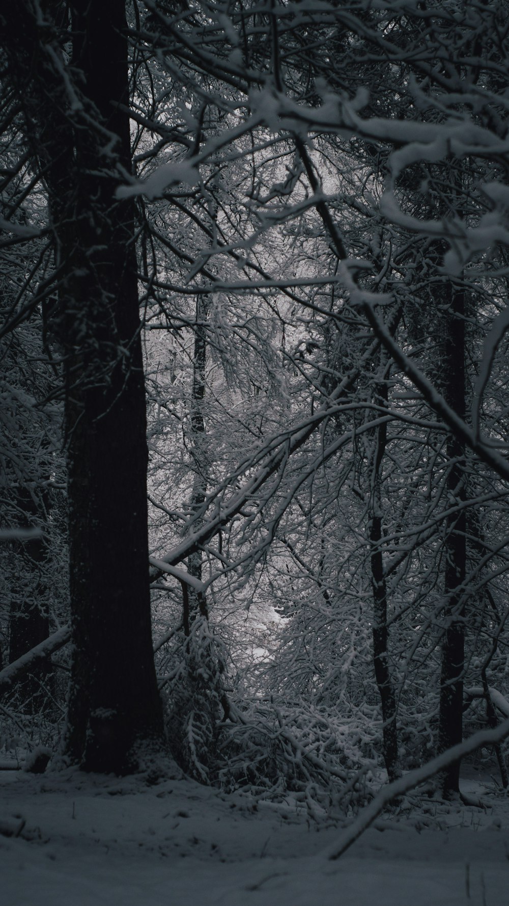 Una foto in bianco e nero di alberi innevati