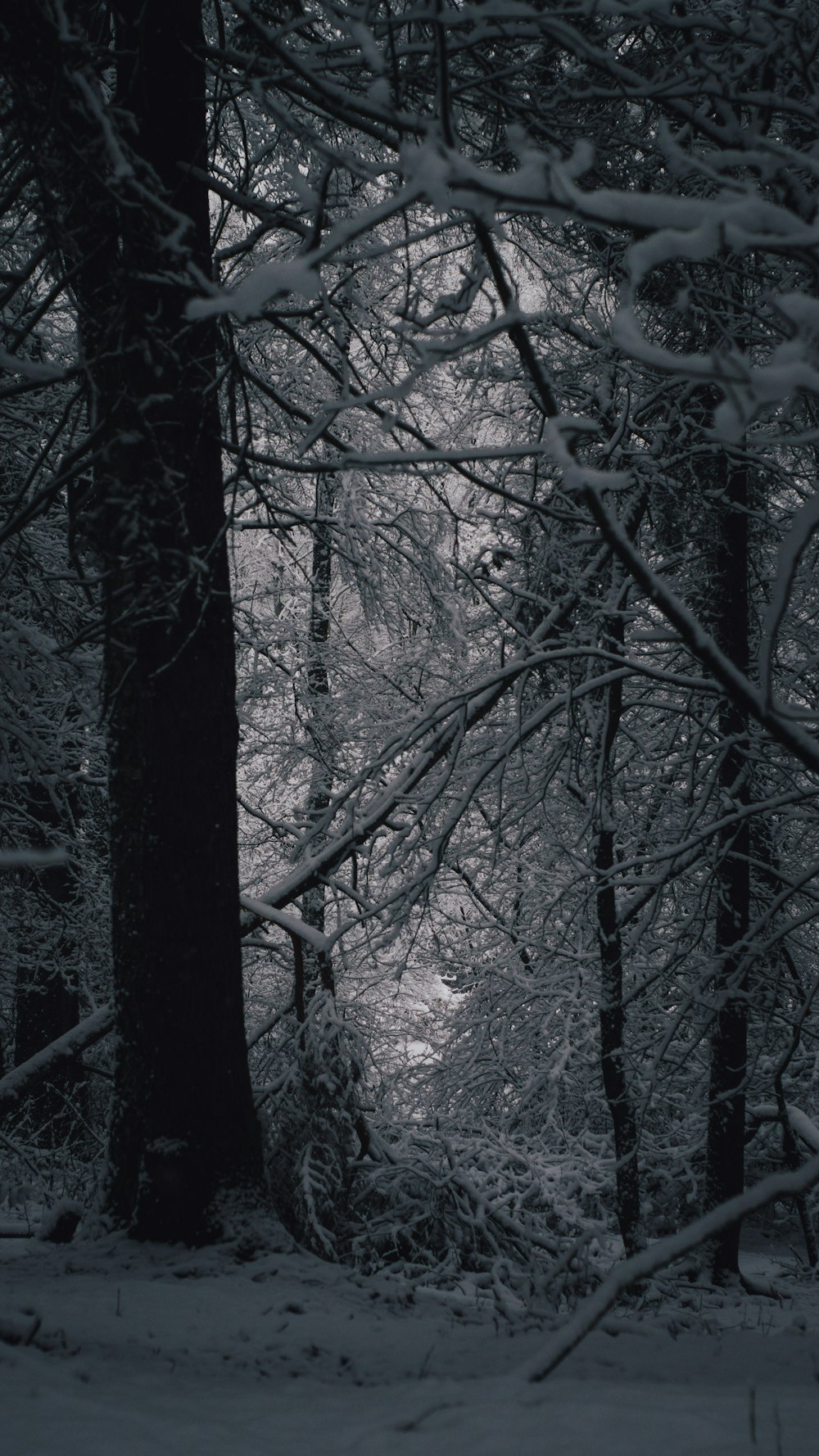 a black and white photo of snow covered trees