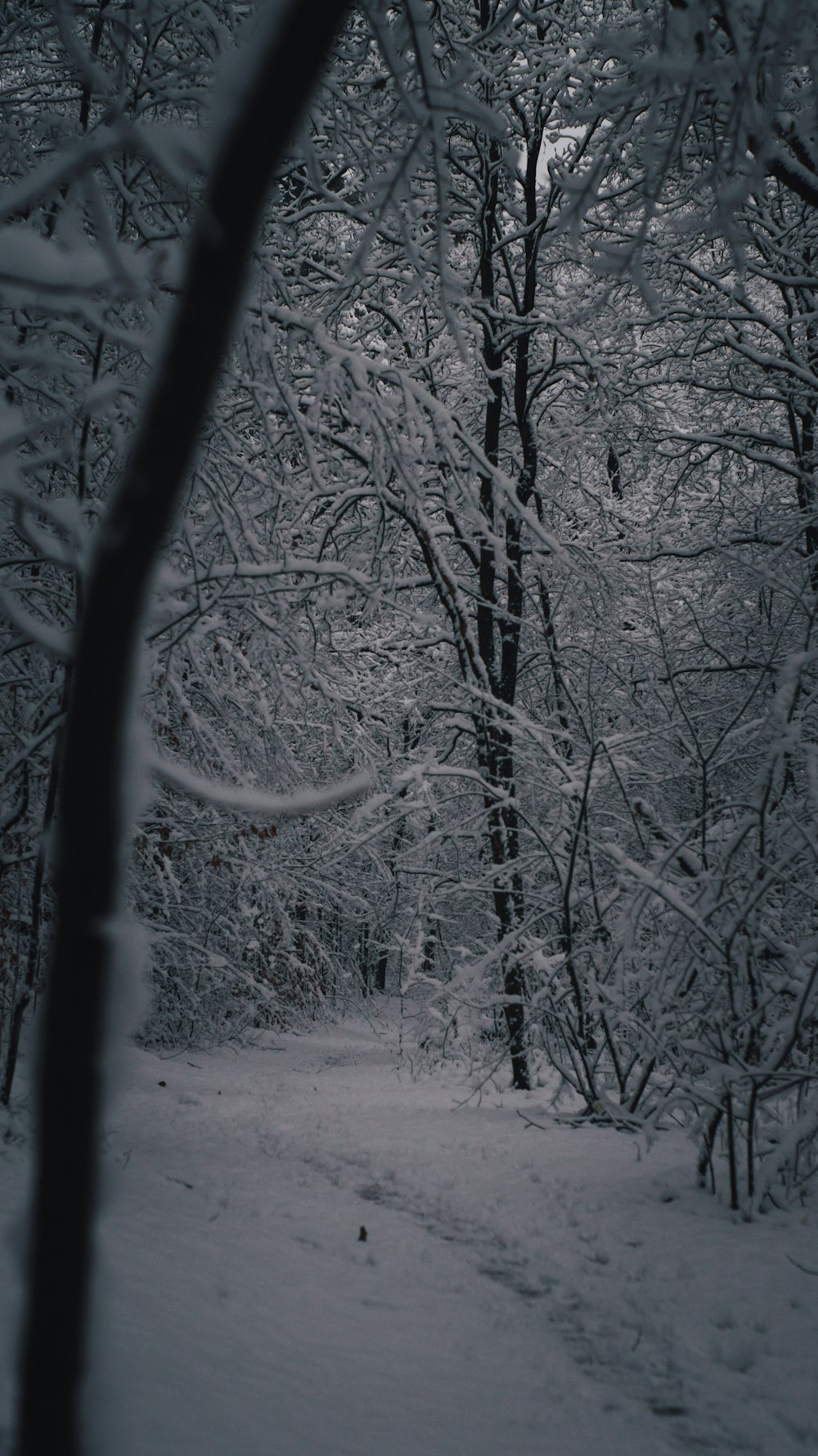 a snow covered path in a wooded area