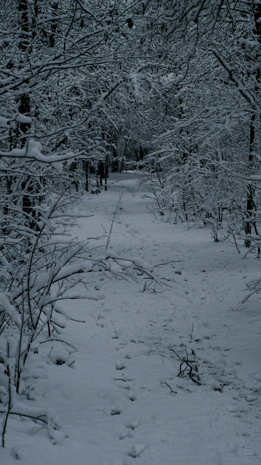 a snow covered path through a forest with lots of trees