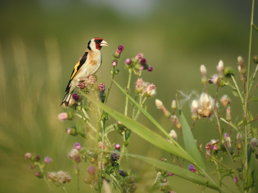 ein kleiner Vogel, der auf einer lila Blume sitzt