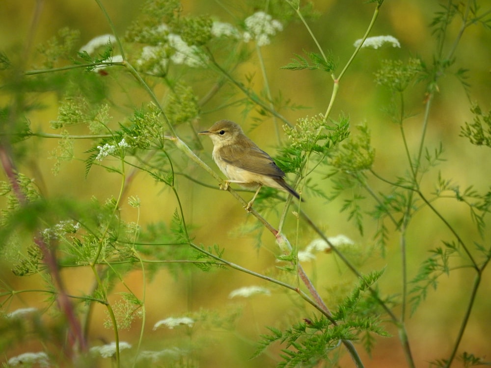 a small bird perched on top of a green plant