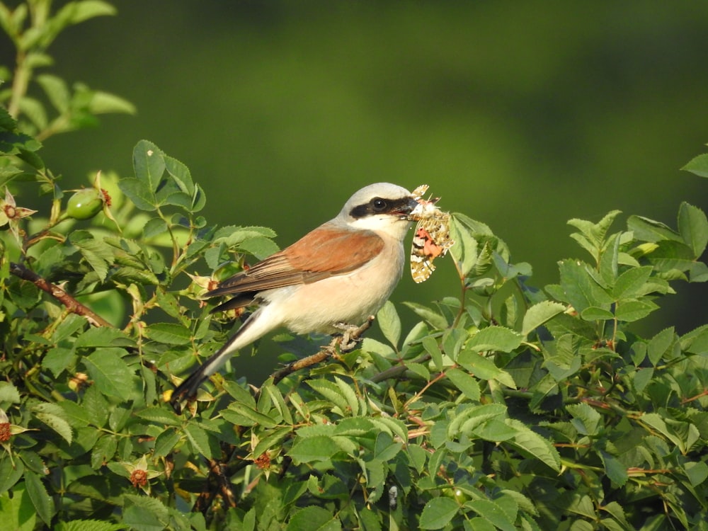 a bird sitting on top of a tree filled with leaves