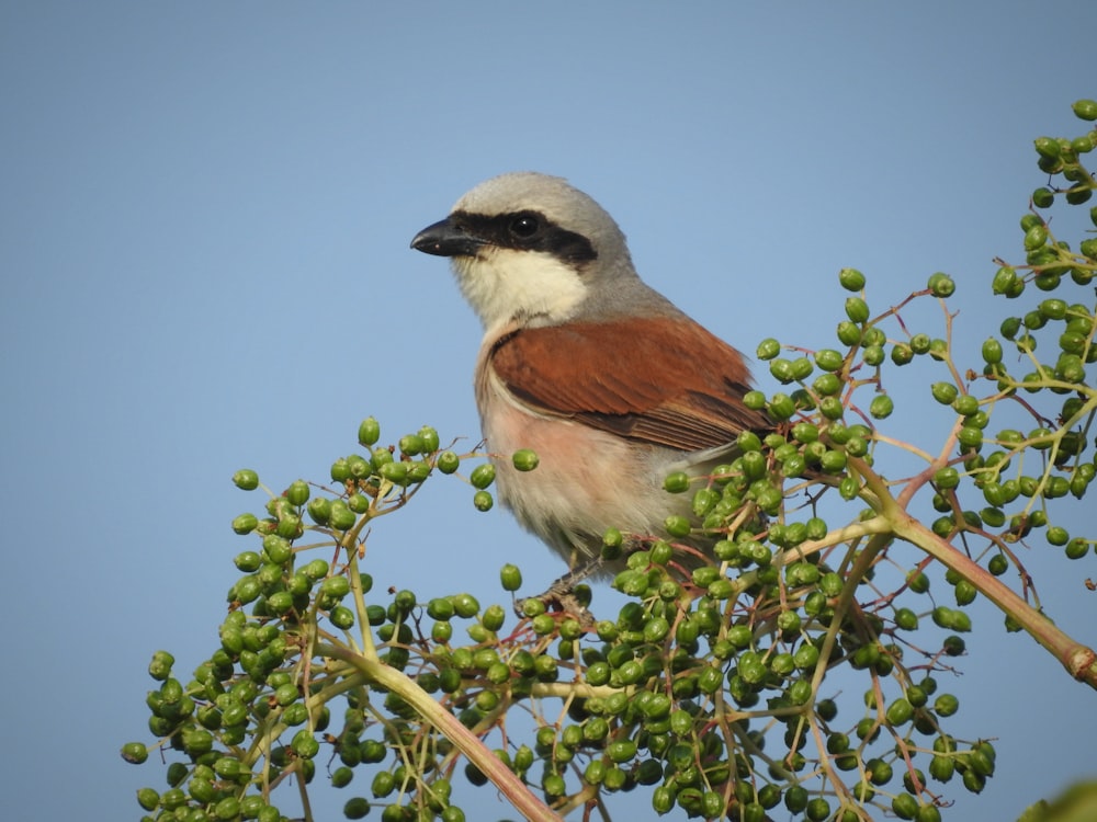 a bird sitting on top of a tree filled with green berries