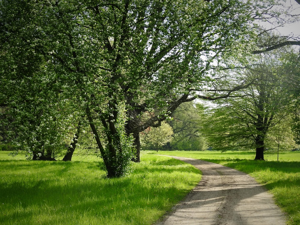 a dirt road in the middle of a lush green field