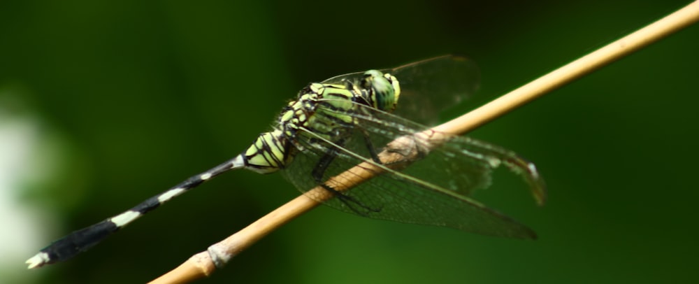 a green dragonfly sitting on top of a bamboo stick