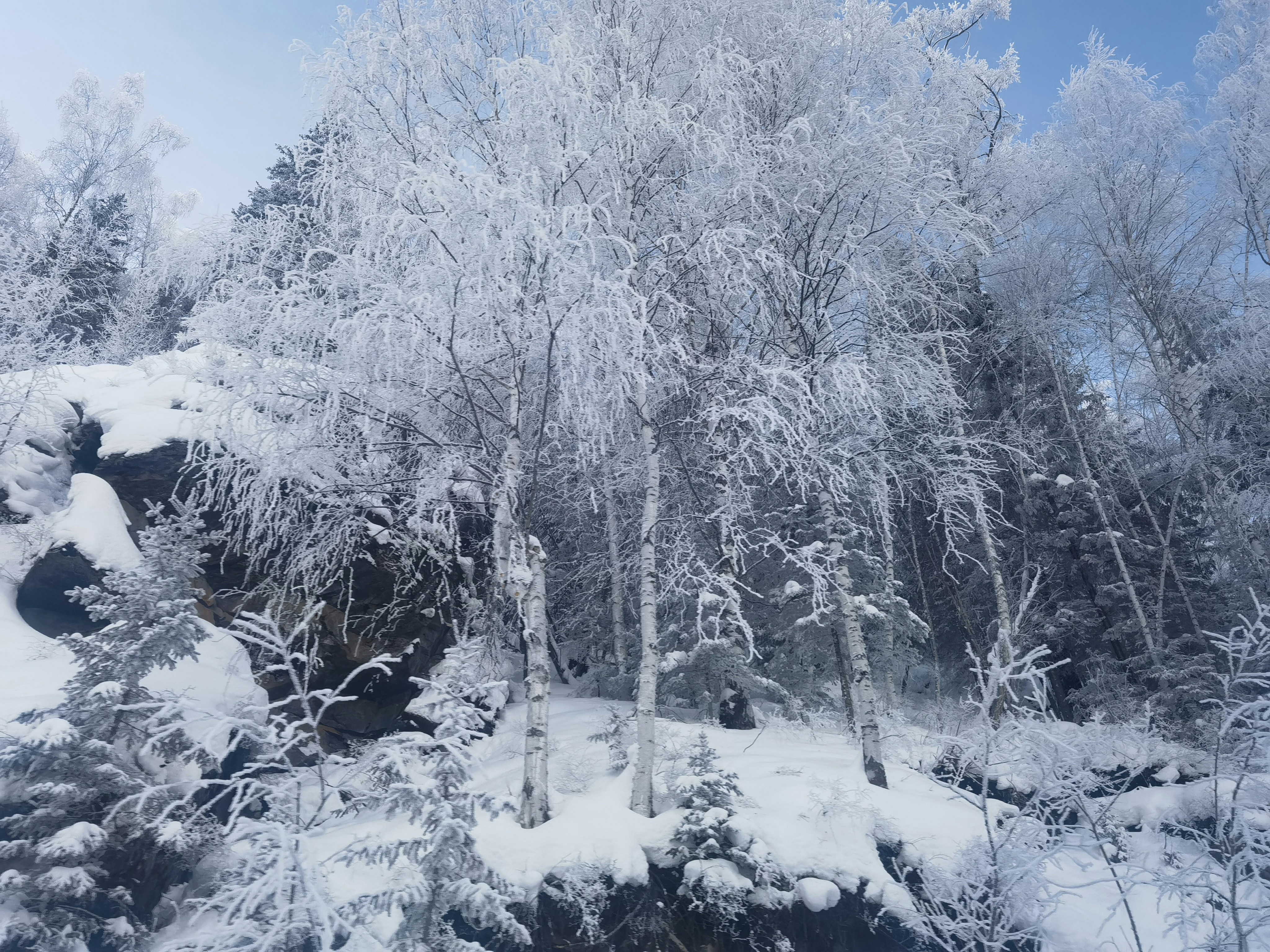a snowy forest with lots of trees covered in snow
