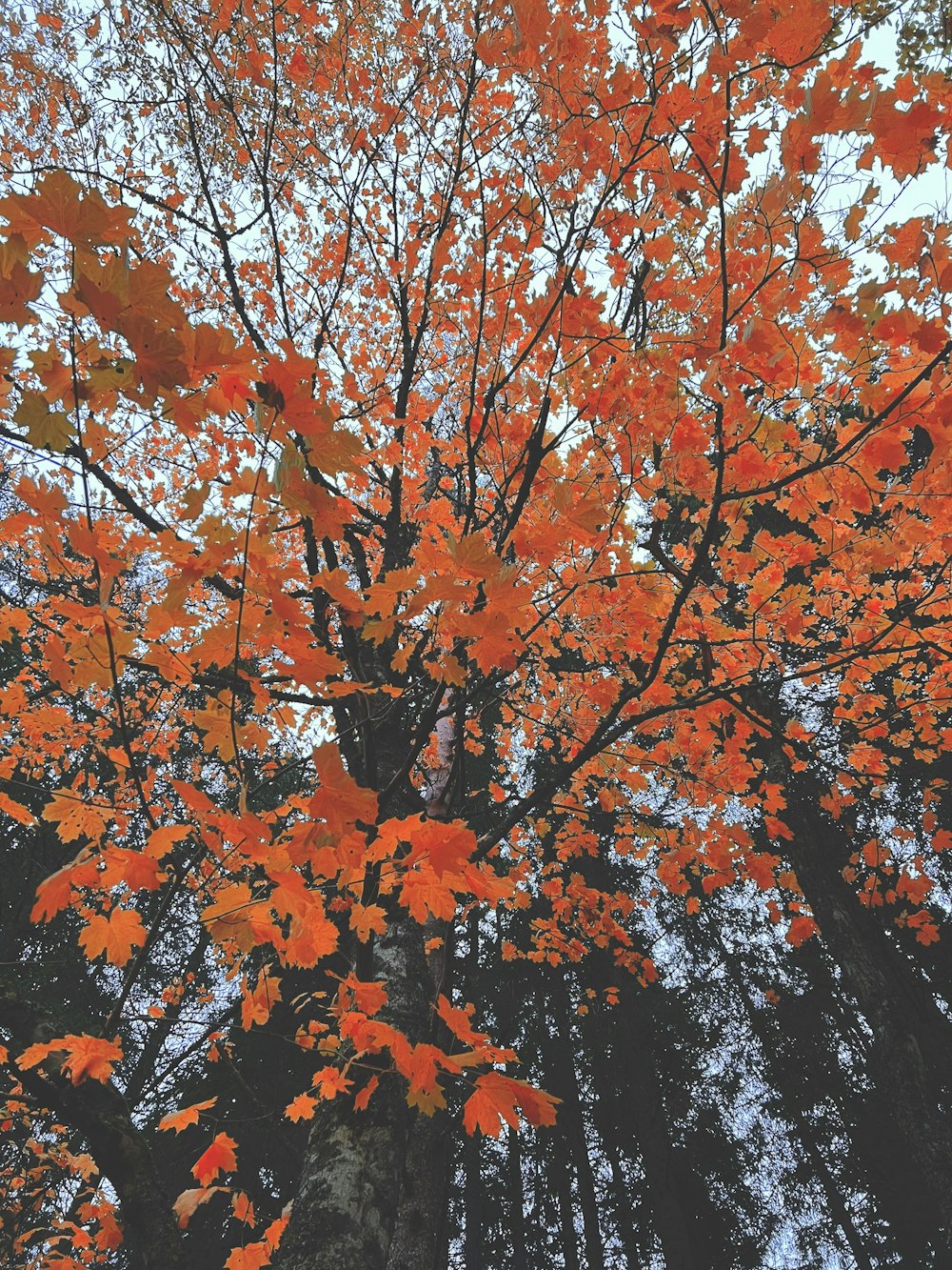 a tree with orange leaves in a forest