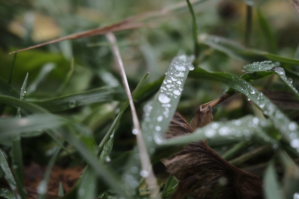 a close up of water droplets on grass