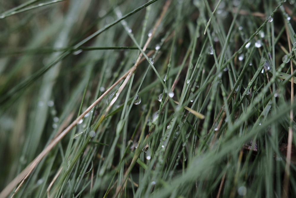 a close up of grass with drops of water on it