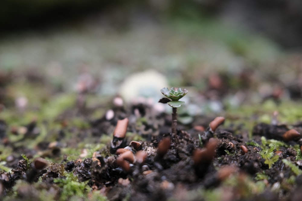 a small plant sprouts out of the ground