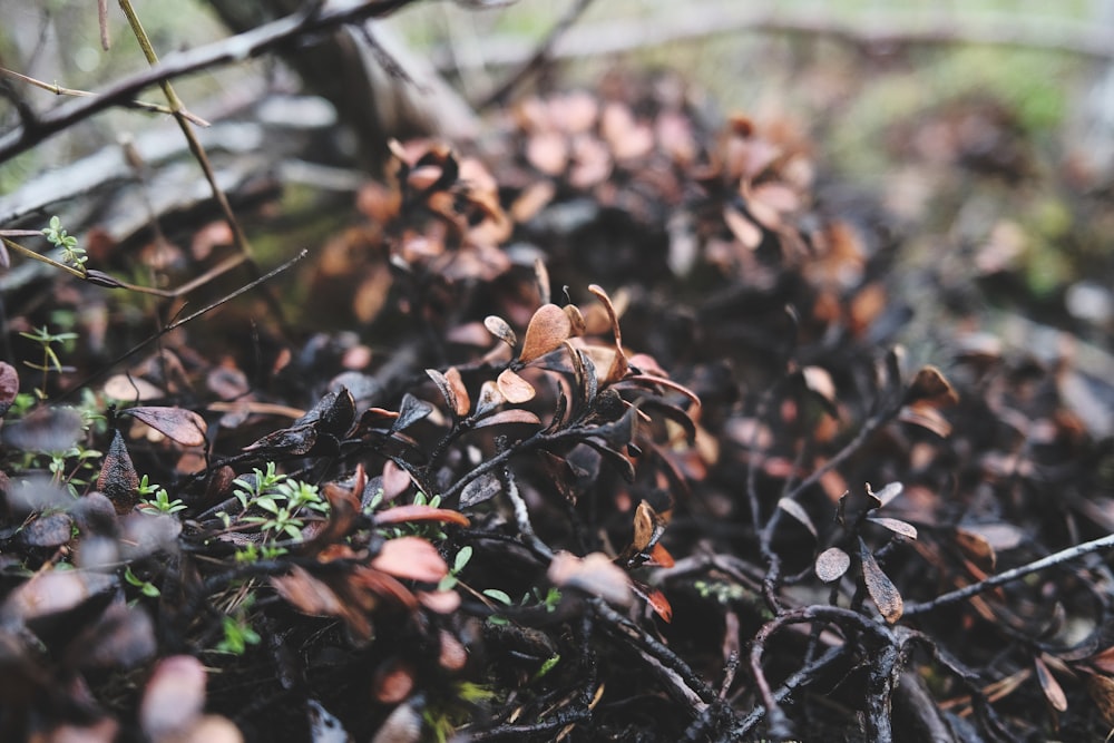 a close up of a bunch of leaves on a tree